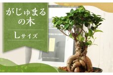 がじゅまるの木 Lサイズ 観葉植物 ゴムの木 ガジュマル 植物 プラント 園芸 ガーデニング インテリア お家時間 癒し インドアグリーン 熊本 益城町