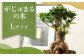 がじゅまるの木Lサイズ