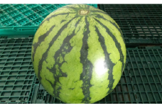 大玉 すいか 1玉 8kg 以上 西瓜 益城産【2025年4月下旬～7月上旬発送予定】