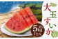大玉 すいか 1玉入 約5kg【2025年4月下旬～7月上旬発送予定】