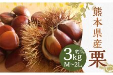 栗 約3kg（M～2Lサイズ）くり マロン【2025年9月上旬～10月上旬発送予定】