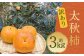 太秋柿 訳あり 約3kg（約8～14個）