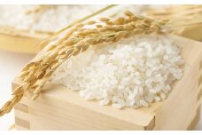 【令和7年産】 ひのひかり 10kg（ご飯の友付き）米 白米 熊本県 益城町産 【2025年10月上旬より順次発送予定】