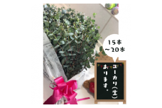 ユーカリ（生）フラワーアレンジ - ブーケ 生花 アレンジメント 国産 熊本県産 切り花 15～20本 インテリア 虫よけ作用 人気 おすすめ 熊本県 甲佐町