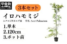 イロハモミジ（伊呂波紅葉）苗木 単木 樹高1.2m前後 3本セット ポット苗 シンボルツリー 落葉樹 植木 庭木