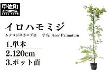 イロハモミジ（伊呂波紅葉）苗木 単木 樹高1.2m前後 ポット苗 シンボルツリー 落葉樹 植木 庭木