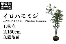 イロハモミジ（伊呂波紅葉）苗木 株立 樹高1.5m前後 露地苗 シンボルツリー 落葉樹 植木 庭木