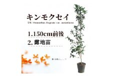 キンモクセイ　樹高1.5m前後　露地苗 落葉樹 シンボルツリー 目隠し 香りを楽しむ 常緑高木 常緑 苗木 金木犀 甲佐町