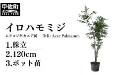 イロハモミジ（伊呂波紅葉）苗木 株立 樹高1.2m前後 ポット苗 シンボルツリー 落葉樹 植木 庭木