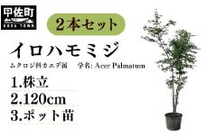 イロハモミジ（伊呂波紅葉）苗木 株立 樹高1.2m前後 2本セット ポット苗 シンボルツリー 落葉樹 植木 庭木