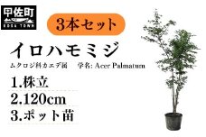イロハモミジ（伊呂波紅葉）苗木 株立 樹高1.2m前後 3本セット ポット苗 シンボルツリー 落葉樹 植木 庭木