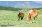 馬刺し 上赤身 400g 国産 馬刺し 熊本馬刺し 赤身 冷凍 馬肉 馬刺 ヘルシー 低カロリー 馬刺し 馬肉 贅沢 お取り寄せ
