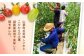 【期間限定】熊本県産 減農薬栽培 トマト ミディトマト 詰め合わせ 30個セット 食べ比べ ギフトセット 産地直送【矢仁田農園】