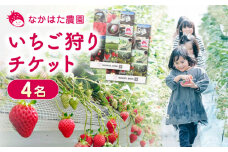 いちご狩りチケット 4名 体験 熊本 山都町 農園直送 産地直送 熊本県産 山都町産 いちご イチゴ 苺 ストロベリー フルーツ 果物 【なかはた農園】[YBI027] 