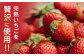 国産 熊本県産 いちごジャム 小分け 常温 農園直送 産地直送 山都町産 イチゴ 苺 ストロベリー フルーツ 果物