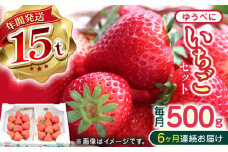 【先行予約】【全6回定期便】熊本県産 ゆうべに いちご  セット 250g×2P 国産 農園直送 産地直送 熊本県産 山都町産 いちご イチゴ 苺 ストロベリー フルーツ 果物 【なかはた農園】[YBI047] 