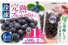 【全6回定期便】旬の美味しさそのまま！完熟 冷凍ブルーベリー 計1kg (約500g×2パック) 果物 ブルーベリー フルーツ 小分け 熊本 冷凍 ブルーベリー 大粒 ぶるーべりー 国産【マルク ザ・ガーデン】 [YDI003]