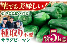 いちょうの畑 サラダピーマン 約5kg 【農事組合法人いちょう】 [YDN012]