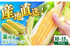 とうもろこし 葉付きスイートコーン 計約3kg 山都町産 熊本県産 夏野菜 とうもろこし ほしつぶコーン 焼きとうもろこし トウモロコシ スイートコーン 【大浜農園】[YCE003] 