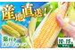 とうもろこし 葉付きスイートコーン とうもろこし ほしつぶコーン 熊本県産 夏野菜