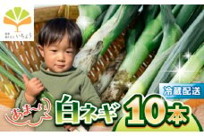 いちょうの畑　あま～い白ネギ 10本【農事組合法人いちょう】 [YDN009]
