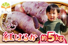 【先行予約】【11月より順次発送】いちょうの畑　さつまいも 紅はるか 約5kg 【農事組合法人いちょう】 [YDN010]