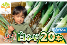 いちょうの畑　あま～い白ネギ 20本【農事組合法人いちょう】 [YDN018]