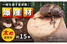 クヌギ爆産材 オリジナル 産卵材 カブトムシ クワガタ クヌギ 【ふるさと昆虫】 [YDV006]