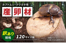 【訳あり】 オリジナル産卵材 規格外品 カブトムシ クワガタ クヌギ材 【ふるさと昆虫】 [YDV007]