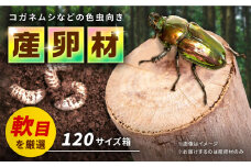 オリジナル 色虫対応材  カブトムシ クワガタ タマムシ クヌギ 【ふるさと昆虫】 [YDV008]