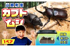 カブトムシ 1ペアセット 飼育セット付き 国産カブトムシ かぶとむし カブト虫 セット 生体 オス メス 2匹 成虫 昆虫 飼育セット 飼育ケース ゼリー マット 期間限定 送料無料 熊本県 山都町 ふるさと昆虫 お取り寄せ プレゼント 自由研究 管理飼育 【ふるさと昆虫】 [YDV024]