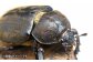 カブトムシ 1ペアセット 飼育セット付き 国産カブトムシ 生体 オス メス 2匹 成虫 昆虫 飼育セット 飼育ケース ゼリー