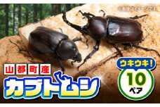 カブトムシ 10ペアセット 国産カブトムシ 生体 オス メス 20匹 成虫 昆虫 多頭飼育 ブリード 期間限定 送料無料 熊本県 山都町 ふるさと昆虫 お取り寄せ プレゼント インテリア 夏休み 自由研究 管理飼育 ブリード 【ふるさと昆虫】 [YDV026]