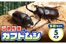 カブトムシ 5ペアセット 国産カブトムシ 生体 オス メス 10匹 成虫 昆虫 多頭飼育 ブリード 期間限定 送料無料 熊本県 山都町 ふるさと昆虫 お取り寄せ プレゼント インテリア 夏休み 自由研究 管理飼育 ブリード 【ふるさと昆虫】 [YDV025]