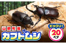 カブトムシ 20ペアセット 国産カブトムシ 生体 オス メス 40匹 成虫 昆虫 多頭飼育 ブリード 期間限定 送料無料 熊本県 山都町 ふるさと昆虫 お取り寄せ プレゼント インテリア 夏休み 自由研究 管理飼育 ブリード 【ふるさと昆虫】 [YDV027]