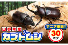 カブトムシ 30ペアセット 国産カブトムシ 生体 オス メス 60匹 成虫 昆虫 多頭飼育 ブリード 期間限定 送料無料 熊本県 山都町 ふるさと昆虫 お取り寄せ プレゼント インテリア 夏休み 自由研究 管理飼育 ブリード 【ふるさと昆虫】 [YDV028]