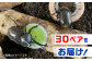 カブトムシ 30ペアセット 国産カブトムシ 生体 オス メス 60匹 成虫 昆虫 多頭飼育 ブリード 送料無料 熊本県 山都町