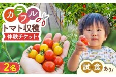 トマト収穫体験チケット 2名 体験 ペア 熊本 山都町【矢仁田農園】 [YDE011]