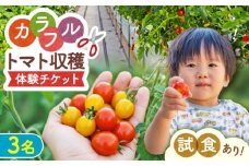 トマト収穫体験チケット 3名 体験 ペア 熊本 山都町【矢仁田農園】 [YDE012]