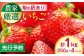 訳あり いちご 食べ比べ セット 4品種 計1000g ( 250g × 4P )