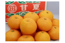 B22-16 甘夏10㎏