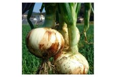 B65-12 あしきたん塩玉ねぎ10㎏【発送は3月下旬～6月上旬】