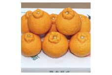 B146-12 紅不知火（紅デコ）露地栽培3kg