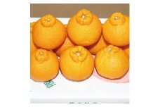 B147-18 紅不知火（紅デコ）露地栽培5kg