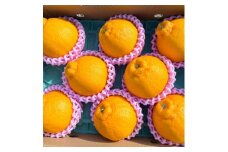 B238-15 無加温ハウス栽培　トップオレンジ（不知火）約3ｋｇ