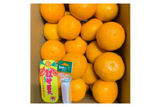 B237-14 マルタの紅甘夏みかん約10ｋｇ
