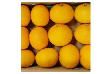B235-08 マルタの甘夏みかん約4ｋｇ
