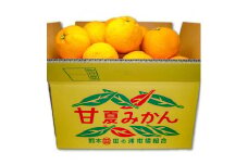 B236-14 マルタの甘夏みかん約10ｋｇ