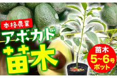 アボカド苗木 5~6号ポット《30日以内に出荷予定(土日祝除く)》熊本県 津奈木町 南興ファーム アボカド 苗木 農業 ベーコン種 アボカドサンド ちらし寿司 野菜炒め 熱帯果樹栽培 パッションフルーツ 産地直送 送料無料