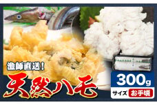 産地直送！ハモ お手頃ハモ 300g《7月上旬-9月末頃出荷》熊本県 葦北郡 津奈木町 平国丸 旬 旬の魚 鰻 鱧 湯引き 天ぷら 新鮮 お手頃